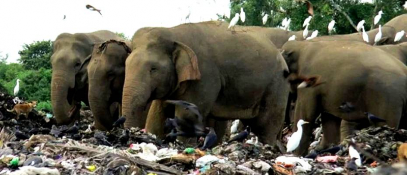 Odisha introduces ban on single-use plastic in nature reserves